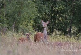 <p>JELEN LESNÍ (Cervus elaphus) laň s kolouchem - okolí Rumburku</p>